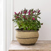 A woven seagrass planter with neutral seagrass colour and black seagrass edging, image styled with shrub inside. 